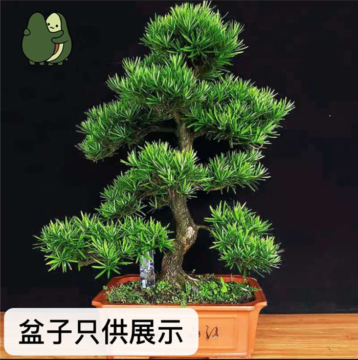 造型羅漢松 造型羅漢松
